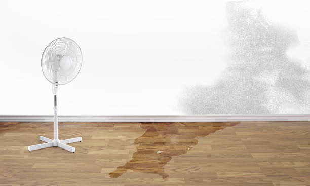 Best Mold removal after water damage  in Las Maravillas, NM